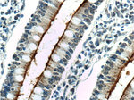ALPPL2 Antibody in Immunohistochemistry (Paraffin) (IHC (P))