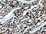 ALPPL2 Antibody in Immunohistochemistry (Paraffin) (IHC (P))