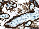 ALPPL2 Antibody in Immunohistochemistry (Paraffin) (IHC (P))
