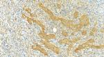 PDLIM4 Antibody in Immunohistochemistry (Paraffin) (IHC (P))