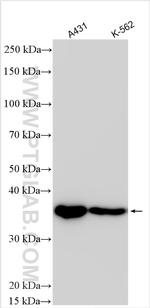 PDLIM4 Antibody in Western Blot (WB)
