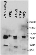 CBX4 Antibody in Western Blot (WB)