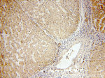 DTX2 Antibody in Immunohistochemistry (Paraffin) (IHC (P))