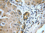 DTX2 Antibody in Immunohistochemistry (Paraffin) (IHC (P))