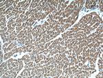 GBAS Antibody in Immunohistochemistry (Paraffin) (IHC (P))