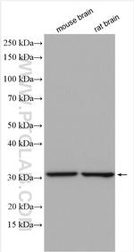 GBAS Antibody in Western Blot (WB)