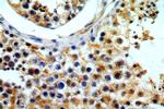 FUT10 Antibody in Immunohistochemistry (Paraffin) (IHC (P))