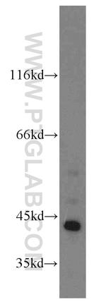 FUT10 Antibody in Western Blot (WB)