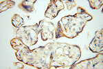 c-Kit/CD117 Antibody in Immunohistochemistry (Paraffin) (IHC (P))