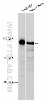 ZBTB7A Antibody in Western Blot (WB)