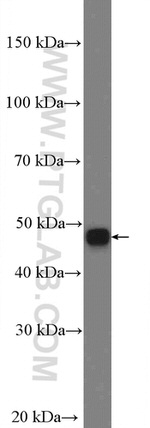 Cytokeratin 18 Antibody in Western Blot (WB)