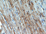 CKM Antibody in Immunohistochemistry (Paraffin) (IHC (P))