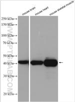 CKM Antibody in Western Blot (WB)
