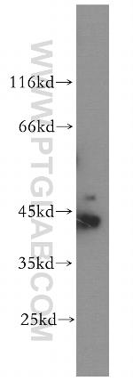 Creatine kinase B type Antibody in Western Blot (WB)