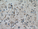 Creatine kinase B type Antibody in Immunohistochemistry (Paraffin) (IHC (P))