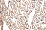 SPEG Antibody in Immunohistochemistry (Paraffin) (IHC (P))