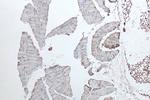 SPEG Antibody in Immunohistochemistry (Paraffin) (IHC (P))