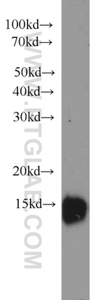GABARAP Antibody in Western Blot (WB)
