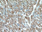 GABARAPL2 Antibody in Immunohistochemistry (Paraffin) (IHC (P))