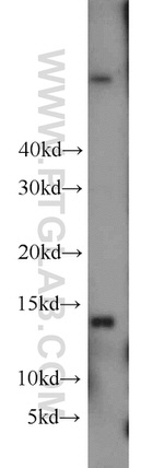 GABARAPL2 Antibody in Western Blot (WB)
