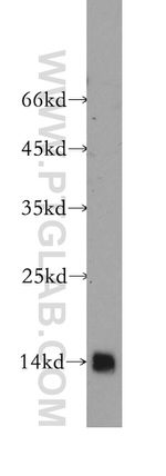 GABARAPL2 Antibody in Western Blot (WB)