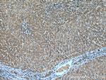 LC3C Antibody in Immunohistochemistry (Paraffin) (IHC (P))