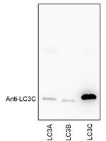 LC3C Antibody in Western Blot (WB)