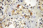CYLC2 Antibody in Immunohistochemistry (Paraffin) (IHC (P))