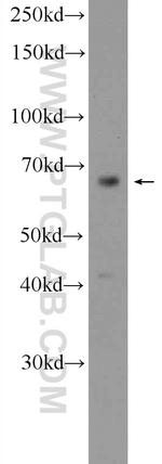 MAPK4 Antibody in Western Blot (WB)