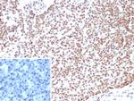 E2F4 (Transcription Factor) Antibody in Immunohistochemistry (Paraffin) (IHC (P))