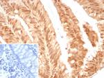 E2F4 (Transcription Factor) Recombinant Rabbit Monoclonal Antibody (E2F4/8811R)