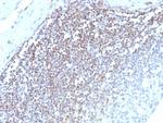 E2F4 (Transcription Factor) Recombinant Rabbit Monoclonal Antibody (E2F4/8984R)