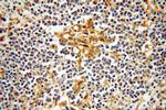 TPPP Antibody in Immunohistochemistry (Paraffin) (IHC (P))