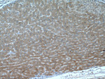 GNMT Antibody in Immunohistochemistry (Paraffin) (IHC (P))