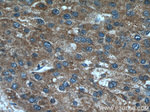 GNMT Antibody in Immunohistochemistry (Paraffin) (IHC (P))