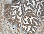 GNMT Antibody in Immunohistochemistry (Paraffin) (IHC (P))