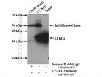 GNMT Antibody in Immunoprecipitation (IP)