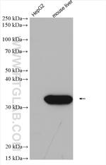 GNMT Antibody in Western Blot (WB)