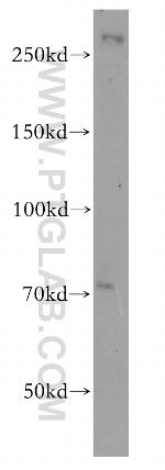 NIPBL Antibody in Western Blot (WB)