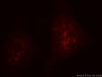INTS8 Antibody in Immunocytochemistry (ICC/IF)
