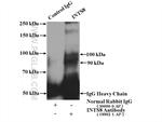INTS8 Antibody in Immunoprecipitation (IP)