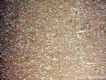 PCDHA3 Antibody in Immunohistochemistry (Paraffin) (IHC (P))