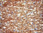 PCDHA3 Antibody in Immunohistochemistry (Paraffin) (IHC (P))