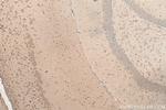 PCDHA3 Antibody in Immunohistochemistry (Paraffin) (IHC (P))