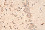 PCDHA3 Antibody in Immunohistochemistry (Paraffin) (IHC (P))