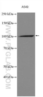 PCDHA3 Antibody in Western Blot (WB)