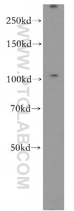 PCDHA3 Antibody in Western Blot (WB)