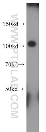 PCDHA3 Antibody in Western Blot (WB)