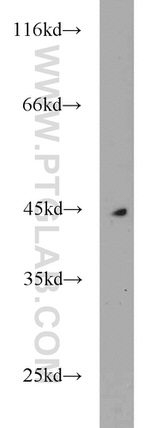MEPE Antibody in Western Blot (WB)
