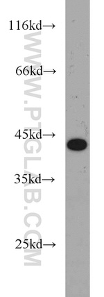 MEPE Antibody in Western Blot (WB)